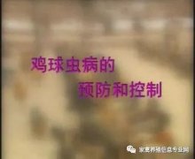 夏季球蟲(chóng)到底該怎么預(yù)防治療？都在這里！