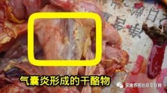 家禽氣囊炎其實(shí)不難治，找對(duì)方法最重要！