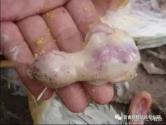 肉雞最頭疼的還是腺肌胃炎，到底該怎么解決？